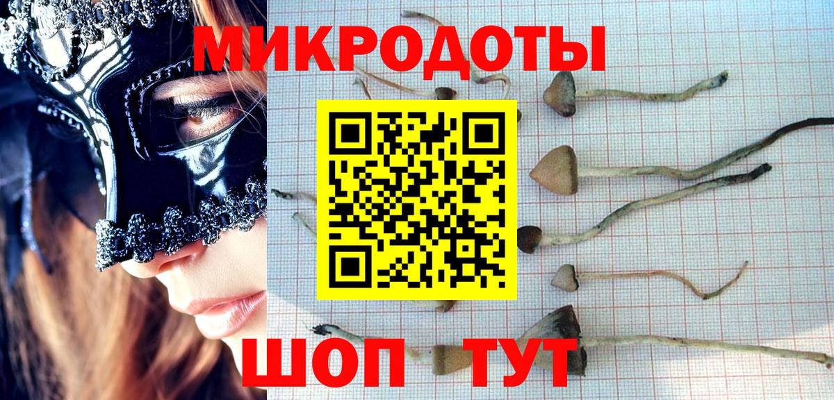 Галлюциногенные грибы Psilocybe Тамбов